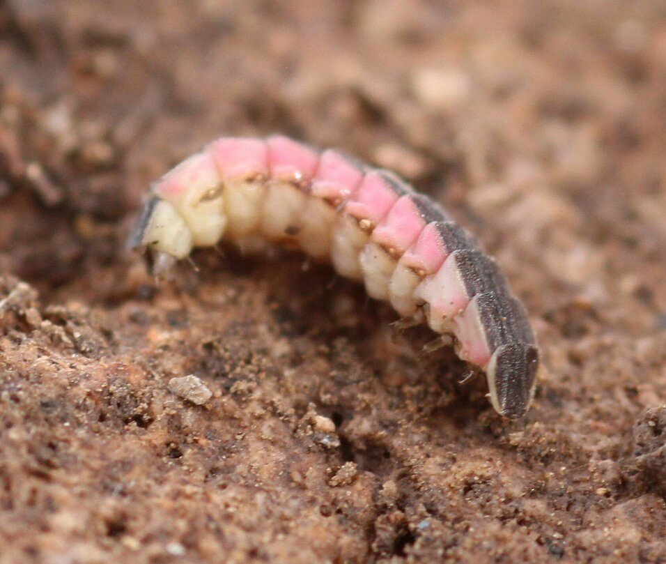 Multi-colored caterpillar.