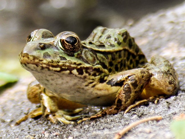 Close-up of frog