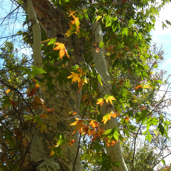 Tree with light-colored bark and large leaves of green and orange