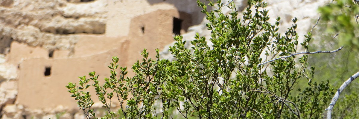 Red rock shows through shrub with bright green leaves. Cliff dwelling is blurred in background, at left