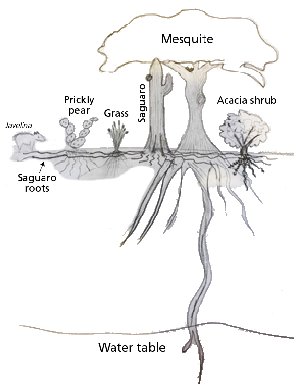 Line drawing of mesquite and other desert plants, showing deep taproot of mesquite