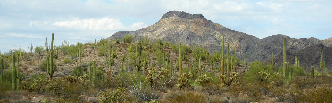 Organ Pipe Cactus National Monument