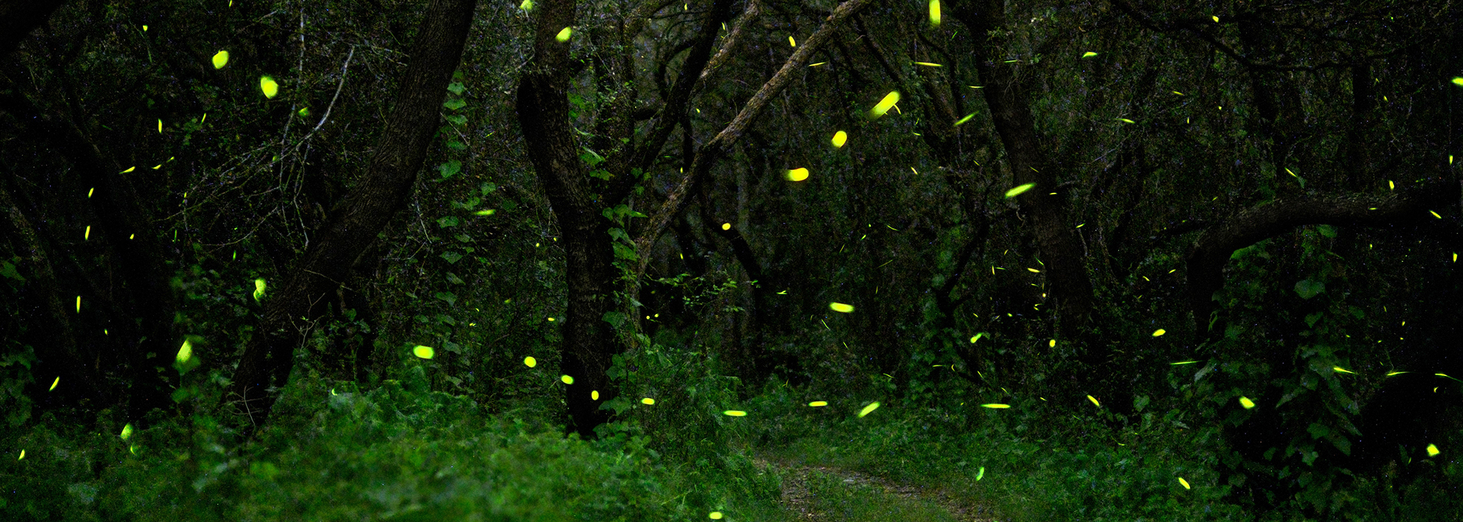 Synchronous firelies glow in a mesquite bosque.