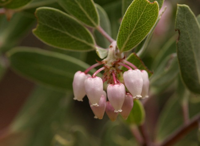 Plant with pointed green leaves and pink, bell-like flowers