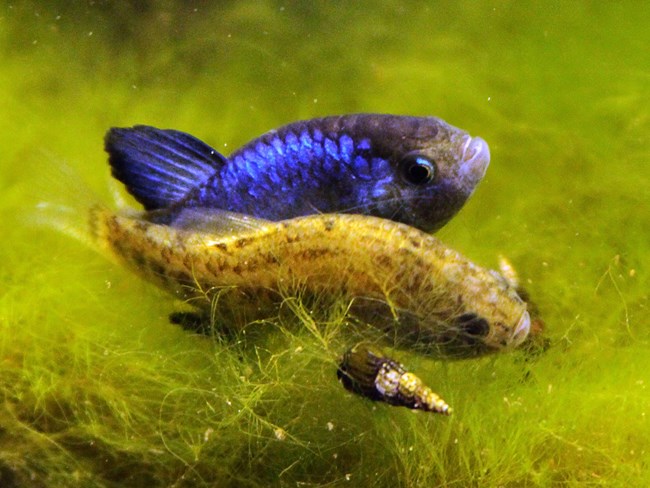 Two small fish, one bright blue Two small fish, one bright blue