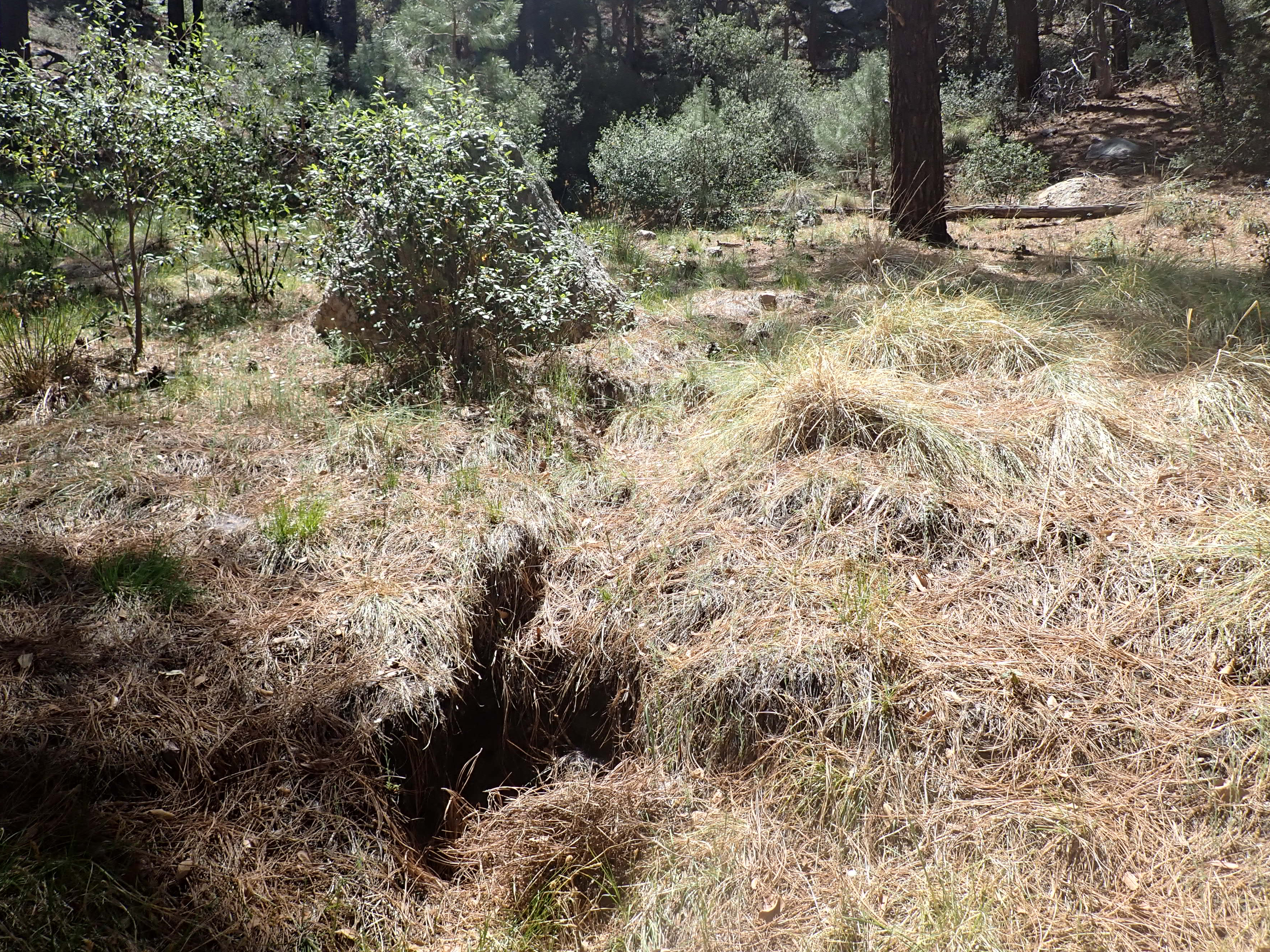 Deer Head Spring