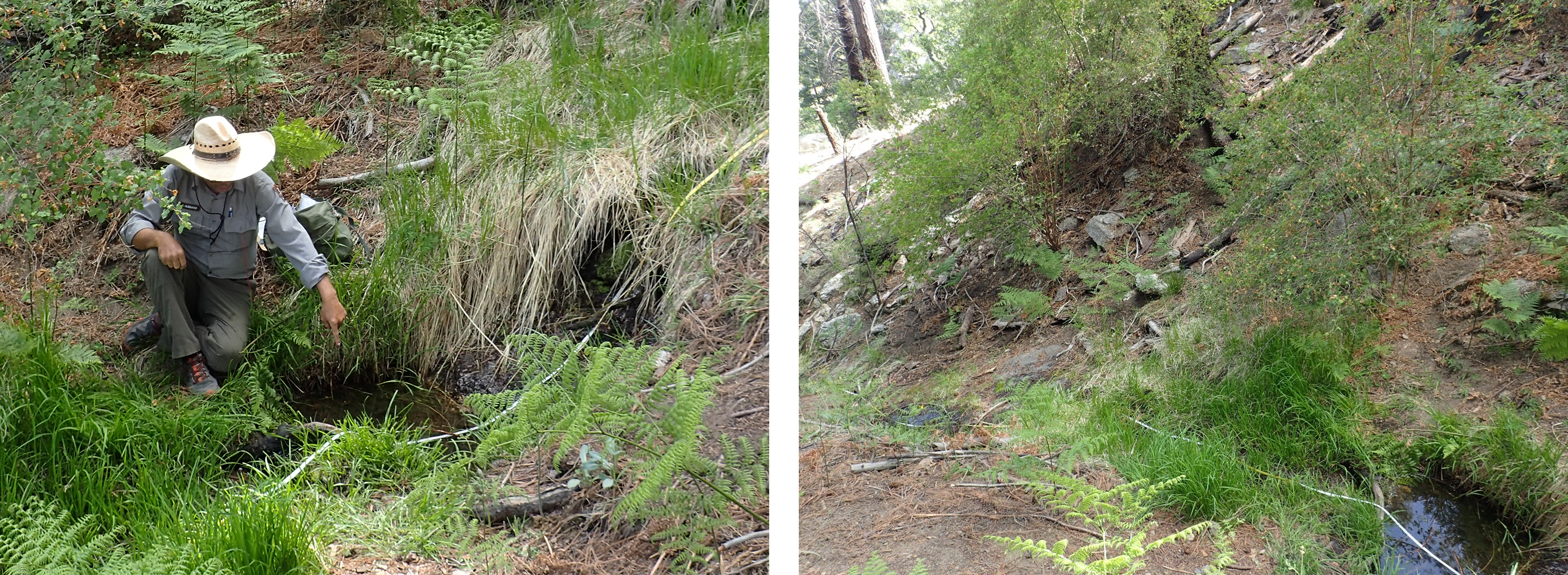 Manna Grass Spring