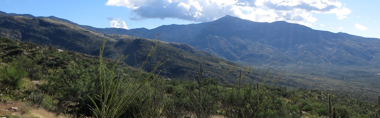 Saguaro National Park