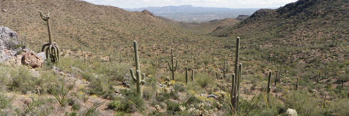 Open hillside with shrubs and saguaros