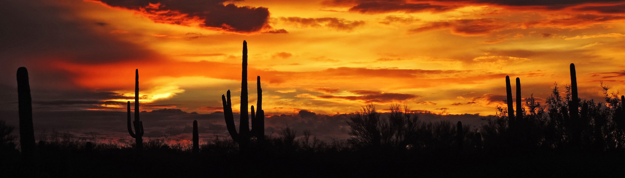 Saguaro cacti silhouetted against orange sunset.