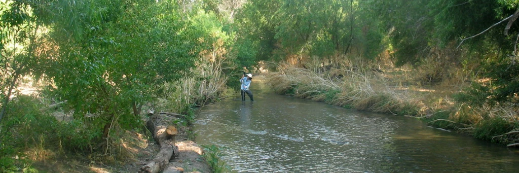 Santa Cruz River a person stands in the middle of a brown river surrounded by large trees.