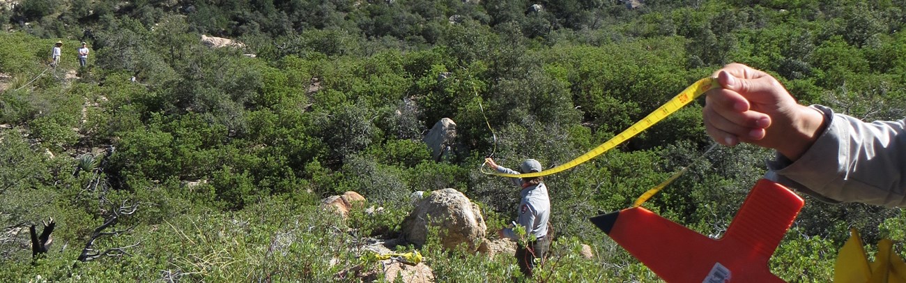 Uplands monitoring, Saguaro National Park