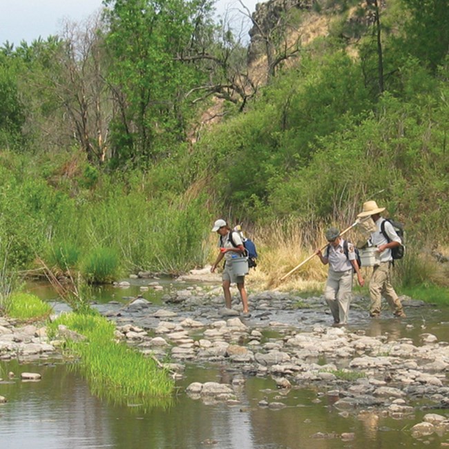 People walking in stream with kicknets