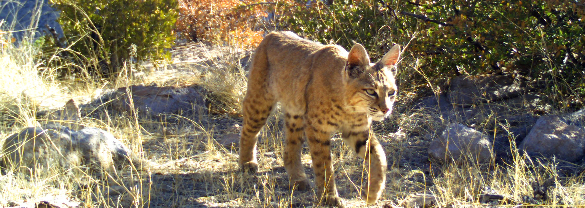 Bobcat in chaparral. Bobcat in chaparral.