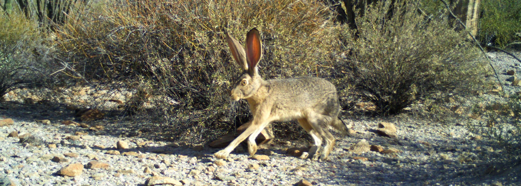 jackrabbit. jackrabbit.
