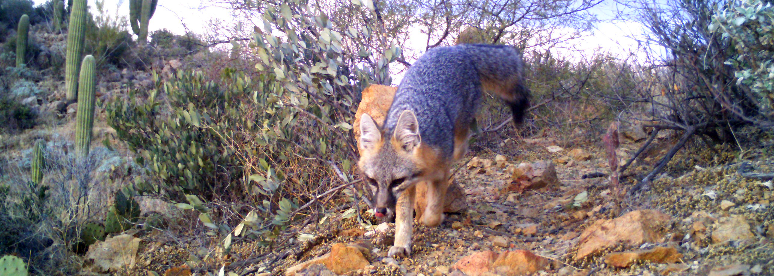 Desert Dogs (Coyote and Foxes) - Saguaro National Park (U.S. National Park  Service)