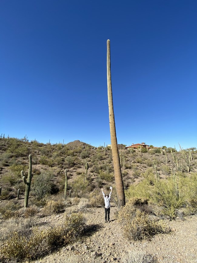 person and saguaro Person stands with arms upstretched next to amazingly tall saguaro cactus