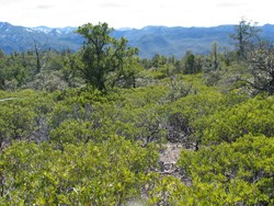 Interior chaparral, Chiricahua National Monument Interior chaparral, Chiricahua National Monument