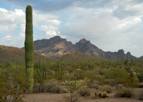 Desert biome