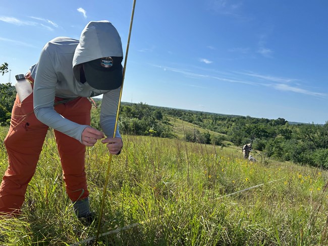 A person crouched down in a grassland looking at a stretched out measuring tape next to a pole in the ground. Two people are in the distance.