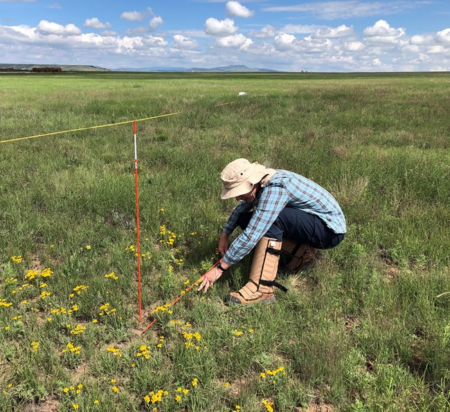 A person crouched down in a grassland looking at a stretched out measuring tape next to a pole in the ground.