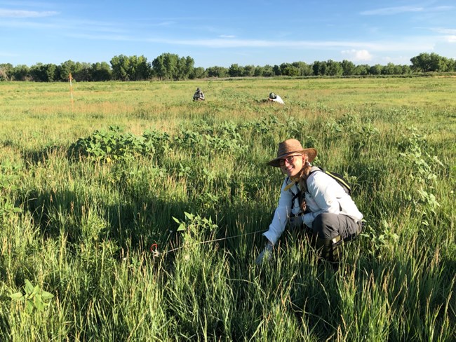 Grassland_crew_on_transect A person in a grassy field crouched next to a tape measure with two people working n the background.