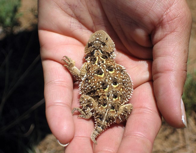A round-bodied, flat, and spiky horned lizard in the palm of a person's hand