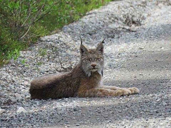 A lynx takes a rest along the road near Brooks Camp, Katmai.
