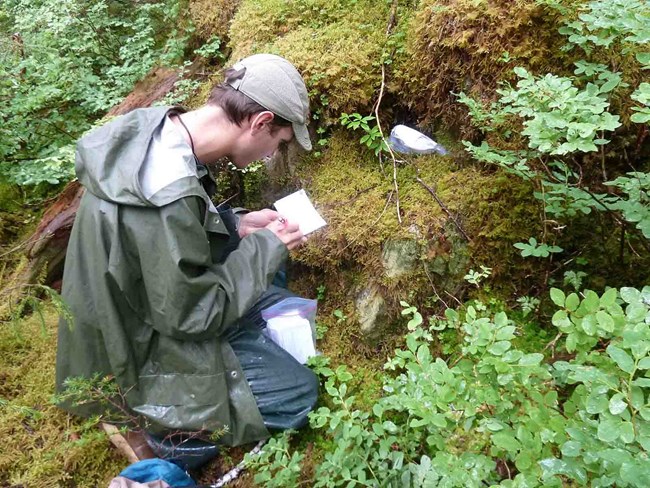 A researcher catalogues lichens.
