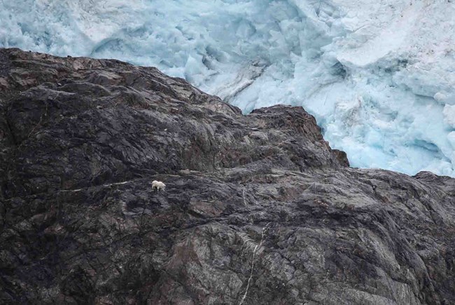 A mountain goat traverses a rocky cliff along a glacier edge.