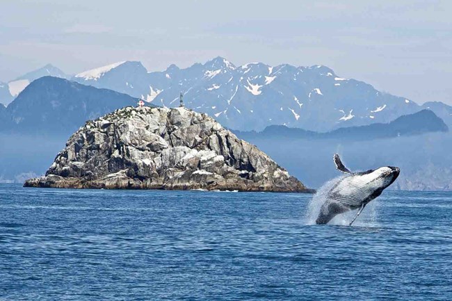 A humpback whale breaches in Kenai Fjords National Park.