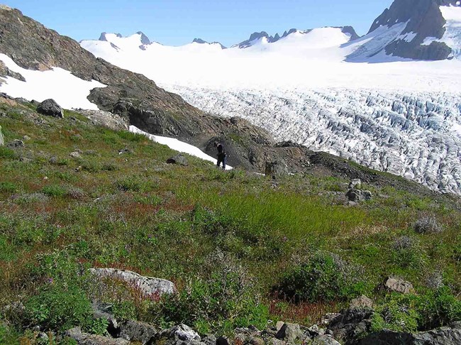 Nunatak veg monitoring Monitoring vegetation on a nunatak on Bear Glacier, KEFJ.