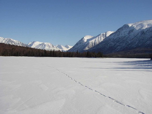 Wolf tracks across a frozen lake.