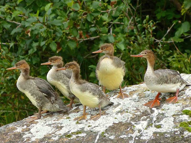 Merganser family A family of red-breasted mergansers.