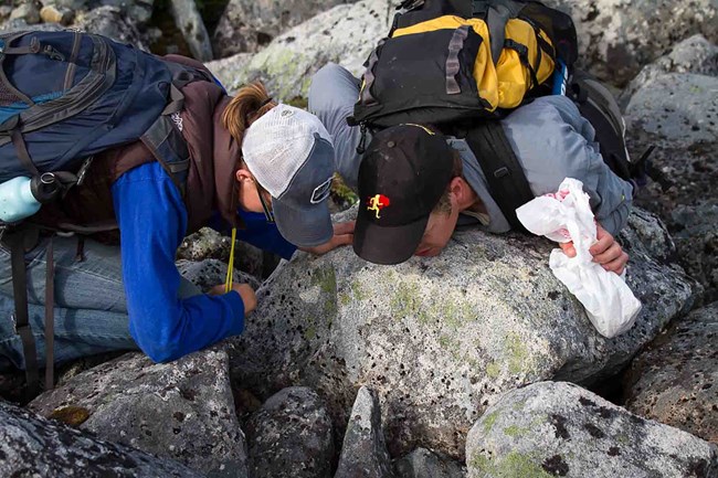 lichens_KATM Two researchers peer into rocks looking at lichen.