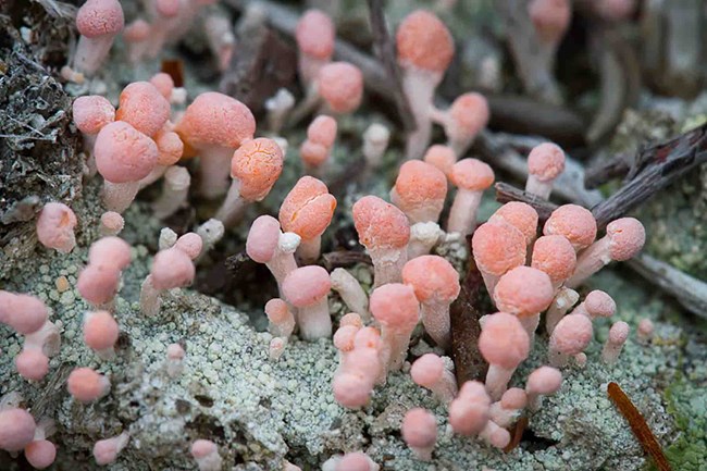 Lichens, pink earth pink lichens from LACL