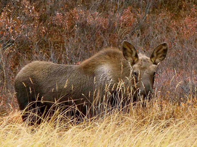moose in LACL A moose in fall foliage