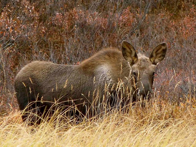 A moose in fall foliage