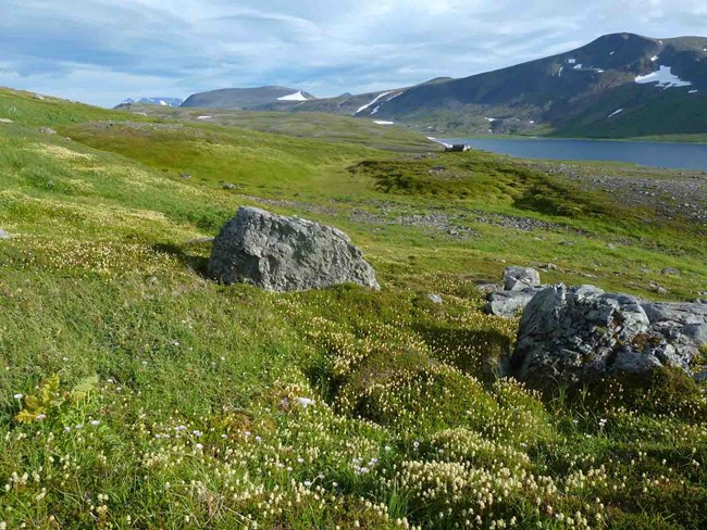 Meadows overlooking a lake in Katmai.