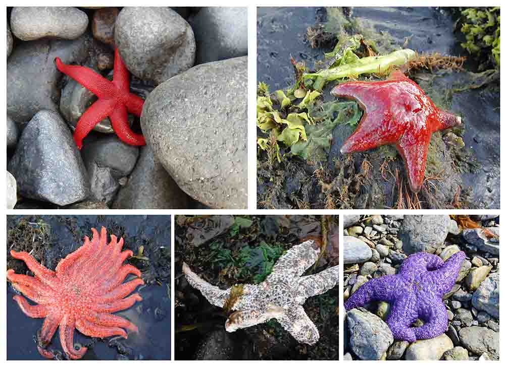 Sea Star Wasting Syndrome (. National Park Service)