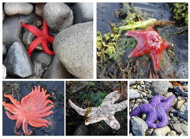 A mosaic of 5 sea star species.
