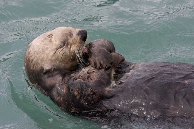 A sea otter grooms himself.