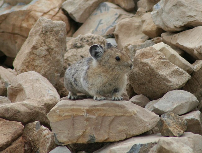 American pika American Pika