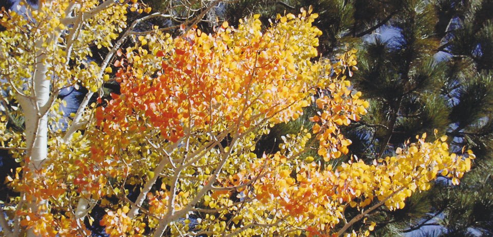 View of vivid orange and yellow leaves on an aspen tree