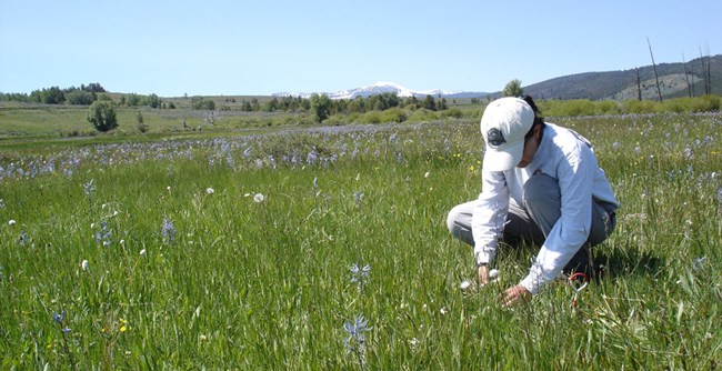 Biologist examining plants in a meadow