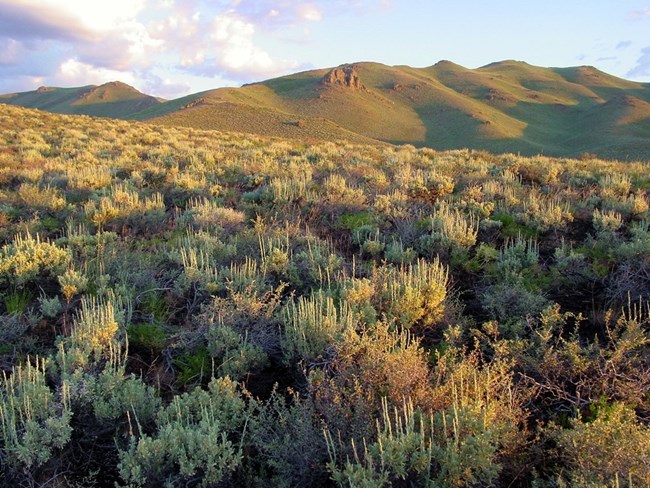 Sagebrush in the foreground with the Pioneer Mountains in the distance