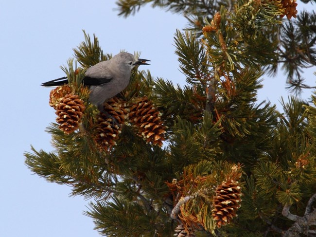 Clarks nutcracker with a whitebark pine seed in its mouth