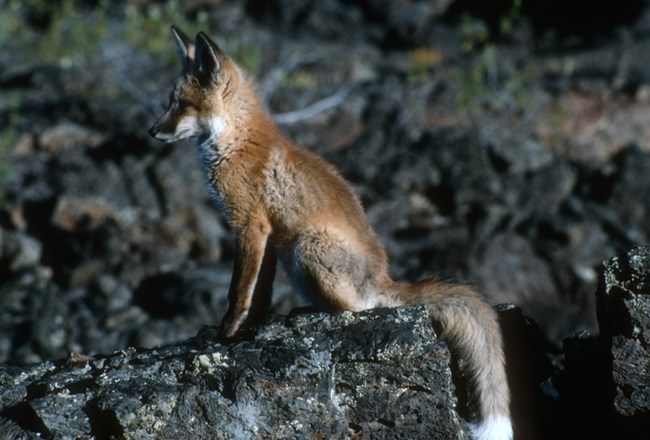 Kit fox sitting on a rock