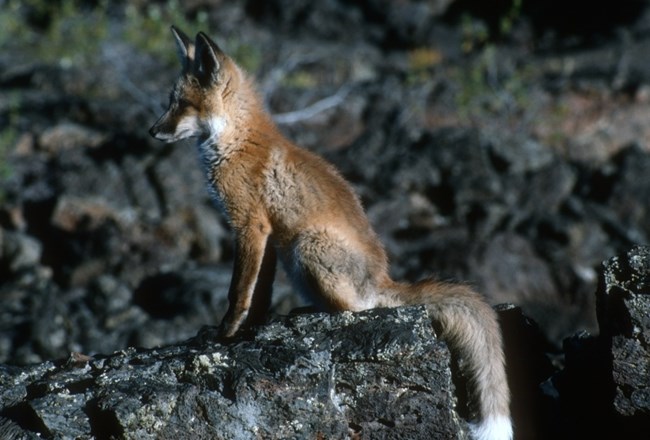 CRMO_fox-kit Kit fox sitting on a rock