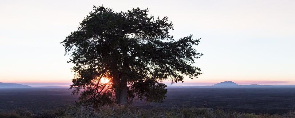 Limber pine on a ridge at sunrise